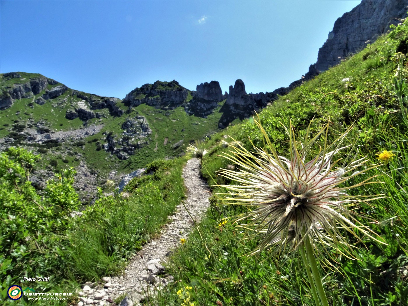 36 Pulsatilla alpina (fruttescenza post-fioritura) .JPG -                                